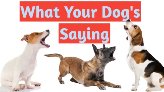 what every barking dog is actually saying