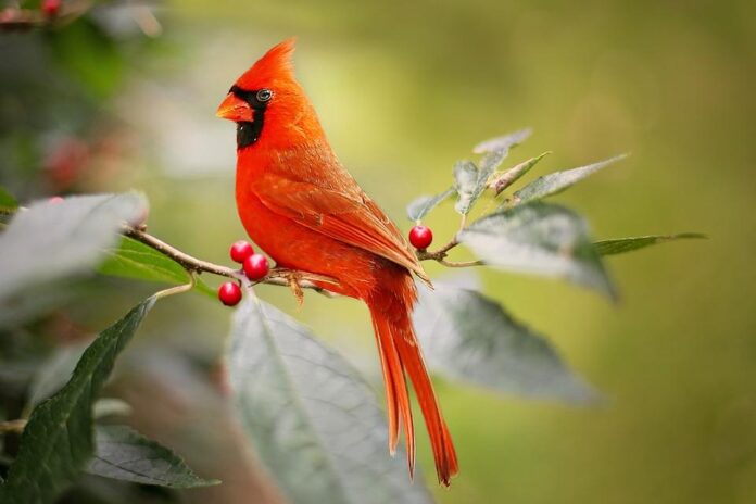 when god sends a cardinal